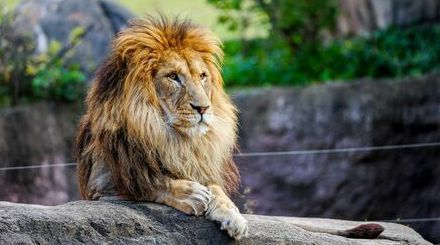 入社試験で出題「動物園の来園者数」増やす施策 コンサルなどでも出る「ケース問題」を考えよう