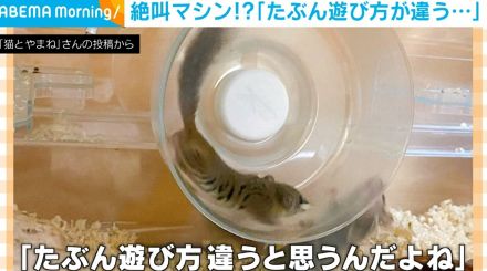 飼い主の気持ちなんてお構いなし！ アフリカヤマネの回し車の遊び方が「斬新」「凄いテクニカル」と反響