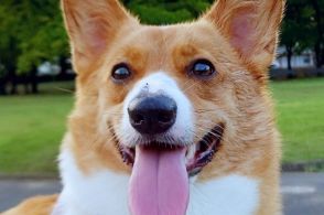 犬が水遊び中、思わぬハプニング発生！ とっさのリアクションに「これはビビる！！」「危機回避能力高し」と2.4万いいね