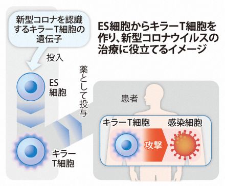 コロナを狙って攻撃する免疫細胞を作製　京大が臨床試験を計画