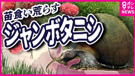 「ここまでひどいとは」田植え直後の稲を食い荒らす『ジャンボタニシ』食用に輸入され野生化　ピンクの卵見つけたら触らず水の中に落として