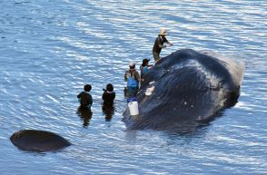 漂着死のマッコウクジラ埋設処分へ　体長14.5メートル、重量30トンか　周囲に観光施設や人家、悪臭被害を考慮し30日着手　長島町