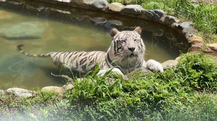 【動画】「毛皮着てるから暑いよね」動物用プールからなかなか出ないベンガルトラ、あまりにも気持ちよさそうな表情に4.9万いいね