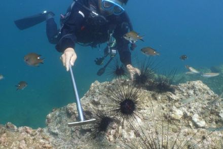 「ウニ駆除」動画がまさかの大バズり！　ダイバーがたどり着いた海の砂漠化の真犯人