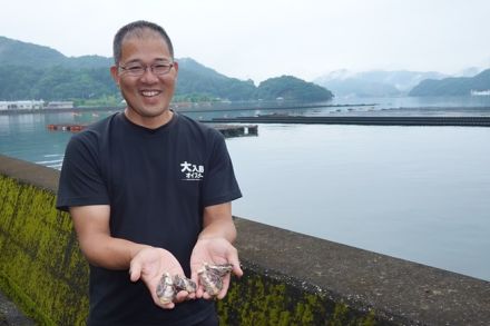 品種改良で夏場も出荷できる養殖マガキ　ドバイや香港など海外にも輸出されるブランド「大入島オイスター」