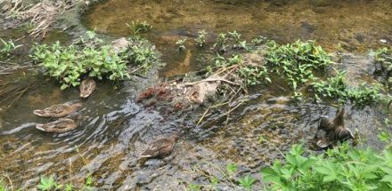 カモに石打ち…残酷に殺した外国人「罪だとは知らなかった」＝韓国