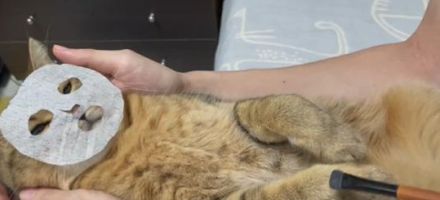 飼い主お手製・フェイスパックをつけた猫⇒その様子に「されるがままの猫ちゃん、可愛い」と反響