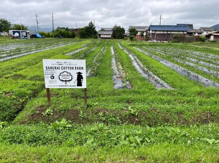 農薬や化学肥料を使わない「和綿」をジーンズに： 兵庫・丹波篠山発