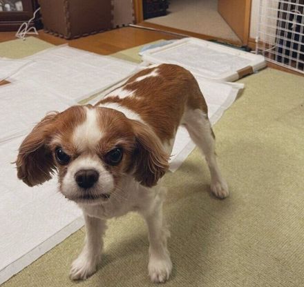 「アニメの犬くらい怒った表情がわかりやすい」と話題の犬　飼主さんへのかまってアピールだった？