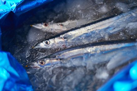 【速報】秋の味覚サンマは今年も高級魚に？…昨年と同じく低水準が続く見通し　水産庁