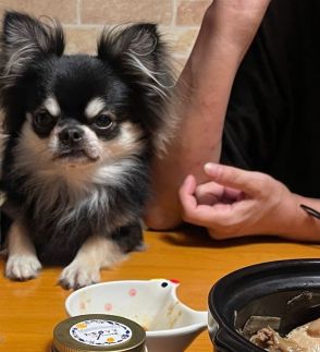 食卓で「人間のご飯がもらえず、ふてくされる」犬さん　醤油と同じサイズが「可愛すぎるやろ」