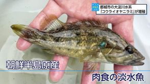 初確認から6年後で爆発的に増加し大淀川水系の71％でDNAを確認　生態系を脅かす外来魚にどう対応?