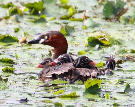 おんぶして！　野鳥「カイツブリ」にひな誕生　すくすく成長も甘えん坊／兵庫・丹波篠山市