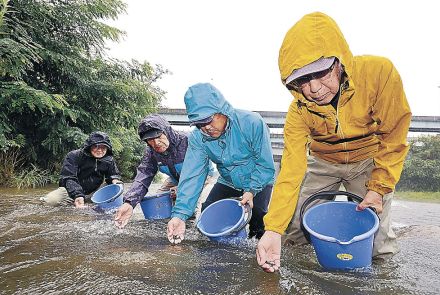 カジカゴリ大きく育て　犀川、猛暑対策、放流前倒し　