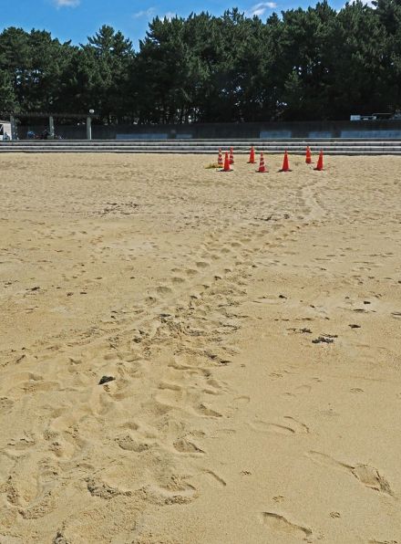 扇ケ浜にウミガメ上陸　産卵の可能性も、和歌山県田辺市