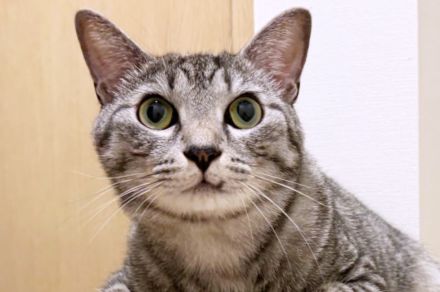 猫はトリックアートの穴を回避するってホント？　面白すぎる検証結果に4.6万いいね。「すごい！ よけてる！ と思ったら」