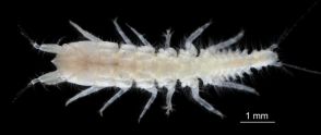 “雌雄同体” の甲殻類を「ランマ」と命名 「らんま1/2」にちなむ… 北海道大学の大学院生が新種発見 「らんま1/2」は10月から完全新作アニメ
