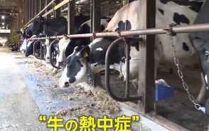 “危険な暑さ”で牛も「熱中症」!?搾乳量は“20％減”…各地で大気も不安定に　ゲリラ雷雨で上半身裸で避難する人も