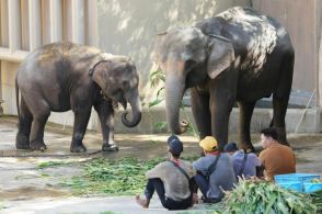 空からゾウ4頭、輸送に1億円　サトウキビ90キロで快適な空の旅