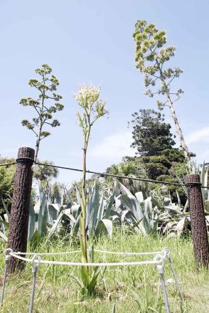 江の島に咲き誇る「幻の花」　数十年に１度、リュウゼツラン間近で観賞を