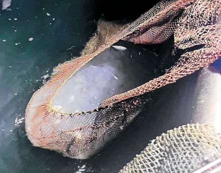 七尾沖に猛毒ダコ　能登の海に異変　水温上昇影響か