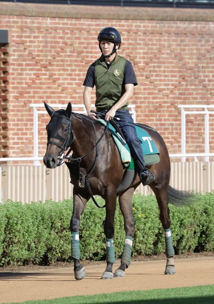 アルマヴェローチェは併せ馬でみっちり　黒野助手「素直でゲートセンスがいい」／新馬戦