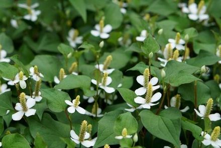 植えっぱなしOKにはウラがある《生命力が超強い》安易に植えたらいけない宿根草4選