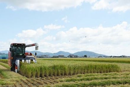 白石平野で七夕コシヒカリの収穫始まる　白石町