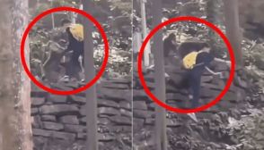 中国観光地でサルが子どもを押して塀から転落する事故