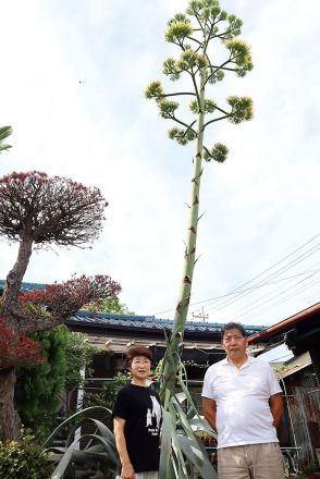 父死去、6年前に93歳で…生前「庭のリュウゼツラン咲くまでは生き抜く」と励みにしていた　そして今開花、息子夫婦「見せたかった」　するとシラサギが花の上を旋回、名残惜しそうに飛び去る　妻「絶対じいちゃんだ」