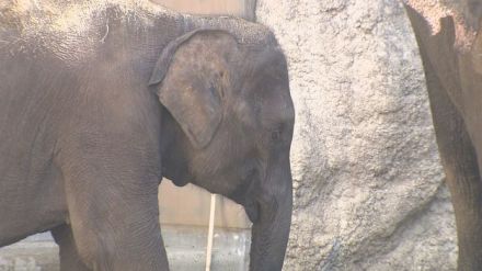 ミャンマーからの4頭のゾウ　名前募集へ　福岡市動物園の新たな仲間