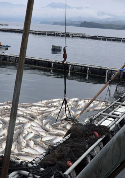 養殖魚５３万匹が斃死　被害金額１５億円　長崎の赤潮　農水省に支援要望