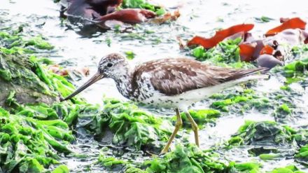 趣味で鳥を観察しているうちに…「あれは何？」中学生が発見した絶滅危惧種＝韓国