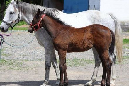 先輩に「モテるよ」と言われ、20代で馬主になった男性　想像とは違う「モテの方向性」が話題に