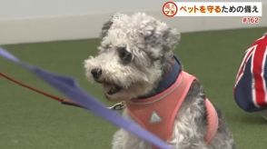 ペットの命を守れるのは飼い主だけ!環境省は“同行避難”を推奨　災害が起きる前に準備・確認すべきこと