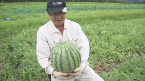 夏の日差したっぷり受けた「幻のスイカ」　丹波篠山市で収穫進む/兵庫県