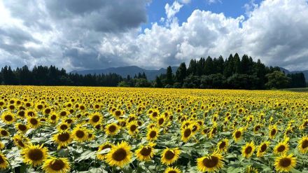 夏の太陽に照らされる“ひまわりの海” 今年も咲き誇る50万本『津南ひまわり畑』新潟県