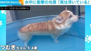 プールで涼んでいるコーギー 水中カメラが暴いた“秘密”に「短い足がかわいい」「たまらん」と反響