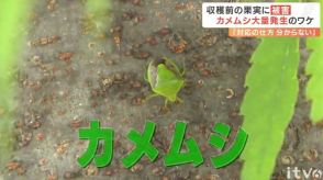 28年ぶり“カメムシ警報” なぜ大量発生?平年の90倍超の地点も…