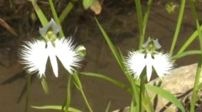 可憐な白い花が“涼”を届ける 愛媛県の絶滅危惧種サギソウが見ごろ