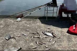 これは酷い」「釣り人の恥」　釣った魚を大量投棄、注意に逆ギレ…迷惑行為に漁業者怒り