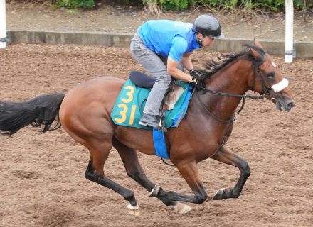 アロンズロッドが8月11日の新潟デビューを見送り放牧へ