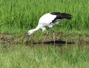 出水平野に「幸せの使者」降り立つ　兵庫から飛来、雌のコウノトリ　餌をついばみ羽休め