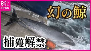 『幻の鯨』食べられるかも「ナガスクジラ」の商業捕鯨解禁　1頭で25トンもの肉がとれる大柄クジラ「鯨になじみがない人が好むんじゃないか」と元漁師