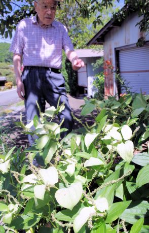 「ハゲッショー」猛暑に負けず涼やかな白　園芸好きの98歳が育てる