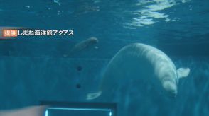 母親急死のシロイルカの赤ちゃん　飼育員に育てられ無事1か月　島根県立しまね海洋館アクアス　応援メッセージも多数　今後SNSに写真掲載も