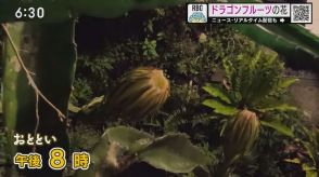 見たことある？一夜限りの「ドラゴンフルーツの花」 ゆっくりと満開になるまでをカメラが捉えた