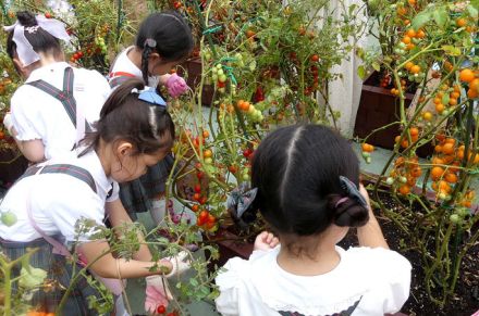 百貨店屋上でトマト収穫体験 今年で2年目、地元幼稚園児招き開催 カゴメ×名古屋三越