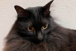 元保護ねこの飼い主「セミの季節ですね」　驚きの一枚が話題に　「新種ですか」