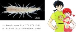 水族館で新種の甲殻類発見　その名は“ランマアプセウデス”　特徴は雌雄（男女）同体→「らんま1/2」から命名　高橋留美子さんも公認